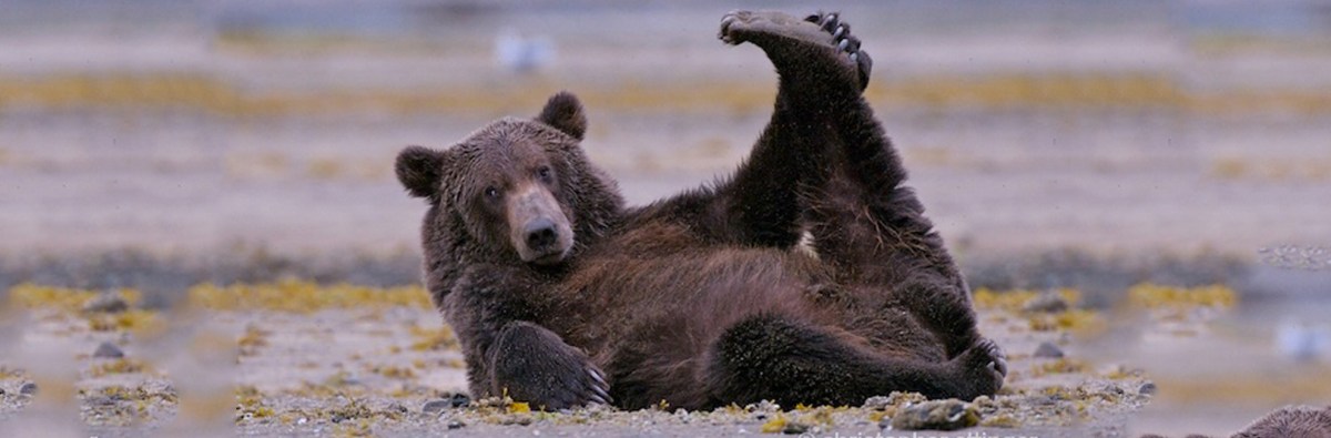 L’importanza dell’Elasticità