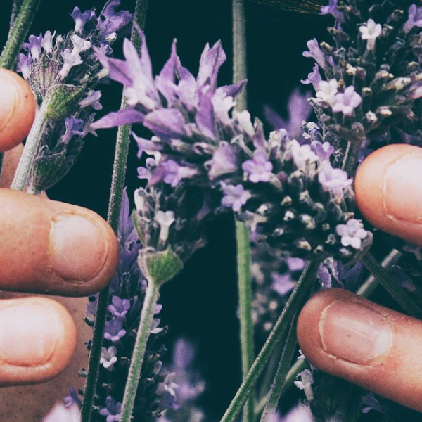 3 A per l’anima – un glossario di spiritualità basata sulla&nbsp;Natura