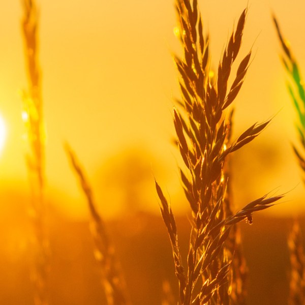 Chi semina raccoglie… ma&nbsp;cosa?