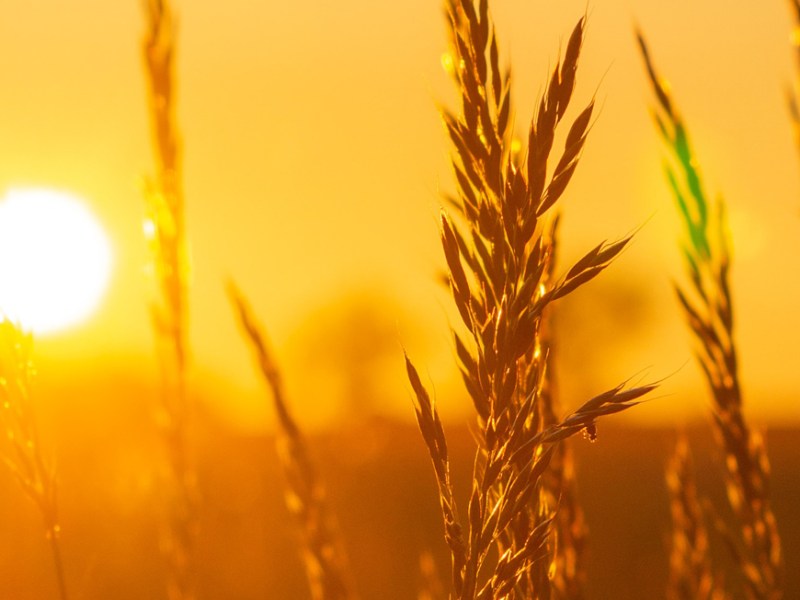 Chi semina raccoglie… ma&nbsp;cosa?